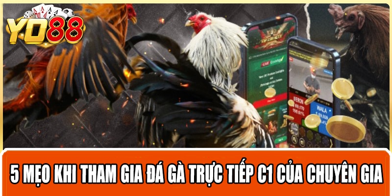 5 mẹo khi tham gia đá gà trực tiếp C1 của chuyên gia