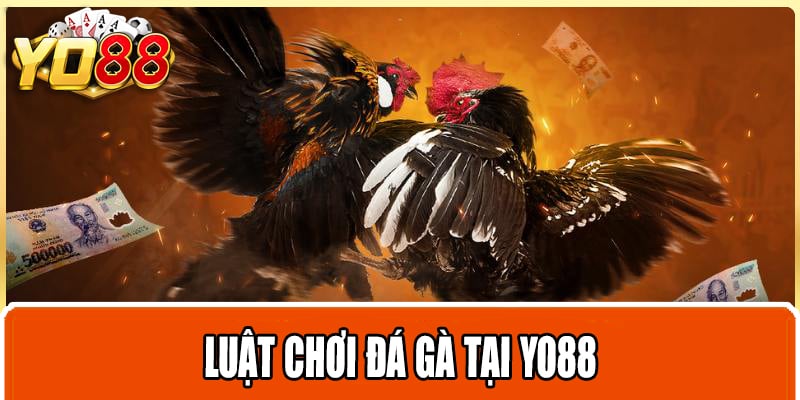 Luật chơi đá gà tại Yo88