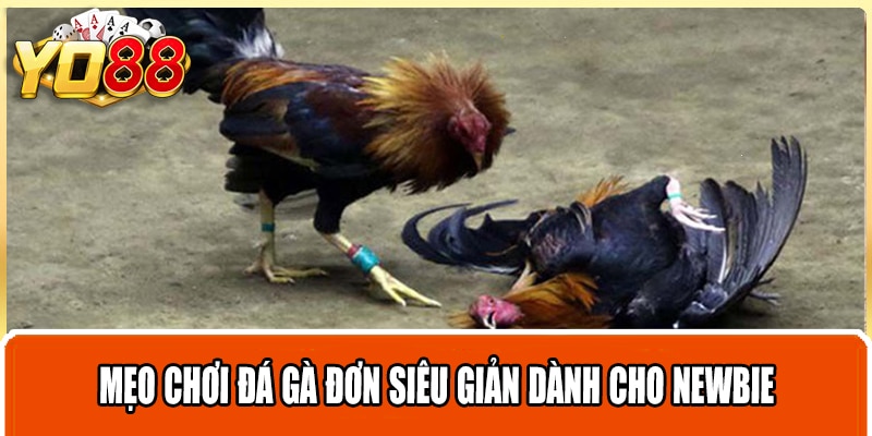 Mẹo chơi đá gà đơn siêu giản dành cho newbie