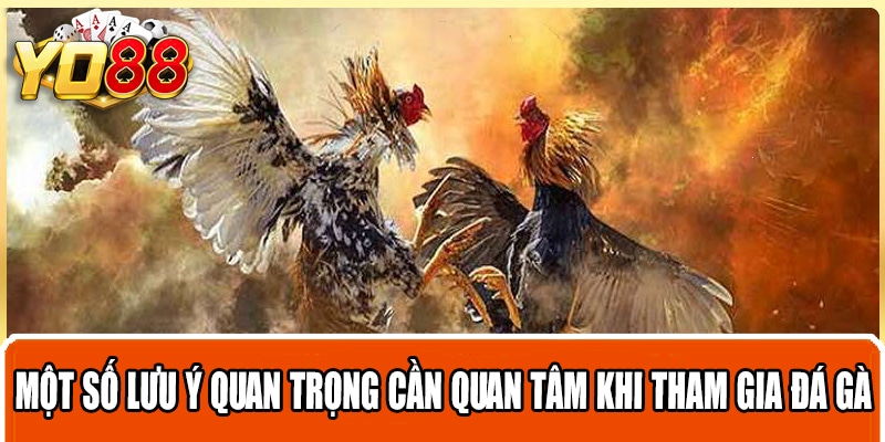 Một số lưu ý quan trọng cần quan tâm khi tham gia đá gà