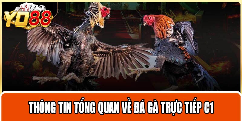 Thông tin tổng quan về đá gà trực tiếp C1