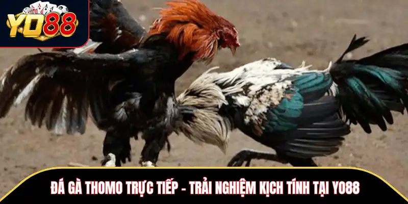 Đá Gà Thomo Trực Tiếp